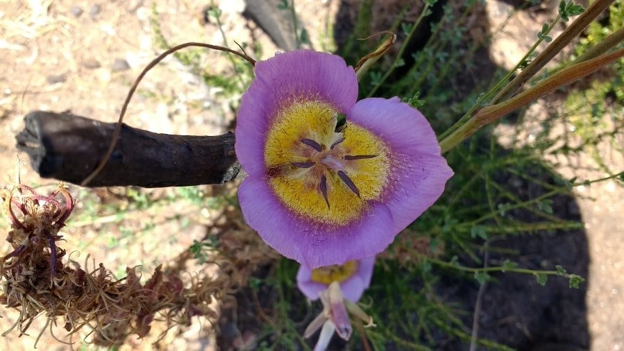 Plummer’s Mariposa Lily has Colorful History, Like its Namesake