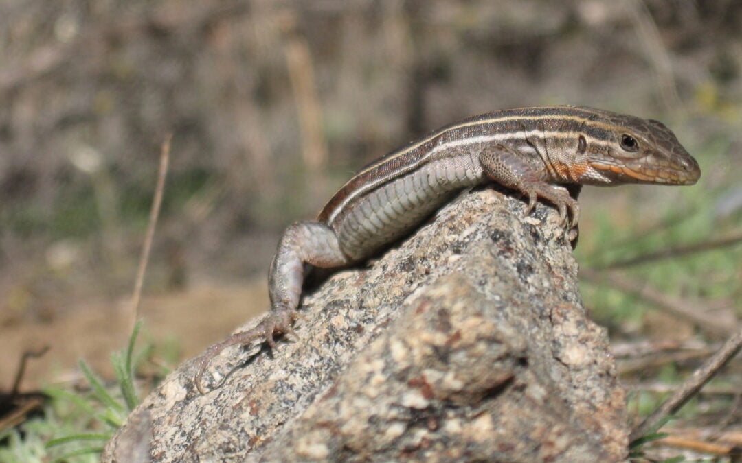 Species Spotlight: Belding’s Orange-Throated Whiptail Whips around Western Riverside County