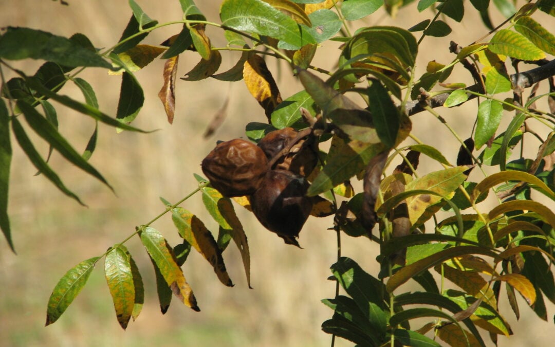 Squirrels, Rejoice! The California Black Walnut will Bear Fruit this Fall