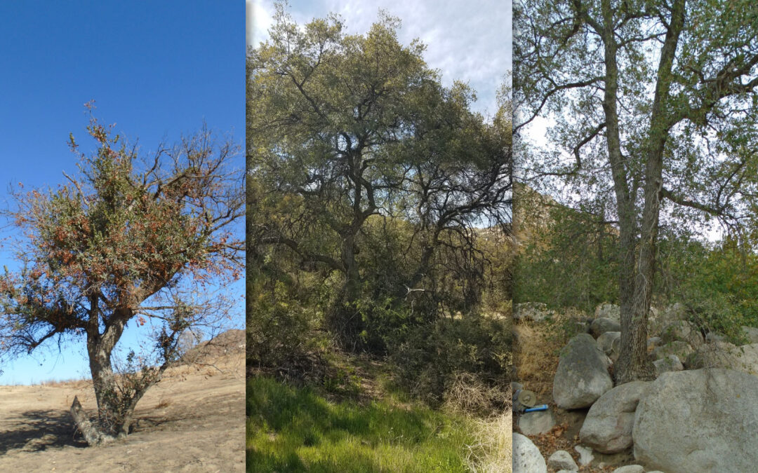 No Place Like Southern California – The Engelmann Oak’s Established Roots in Our Region