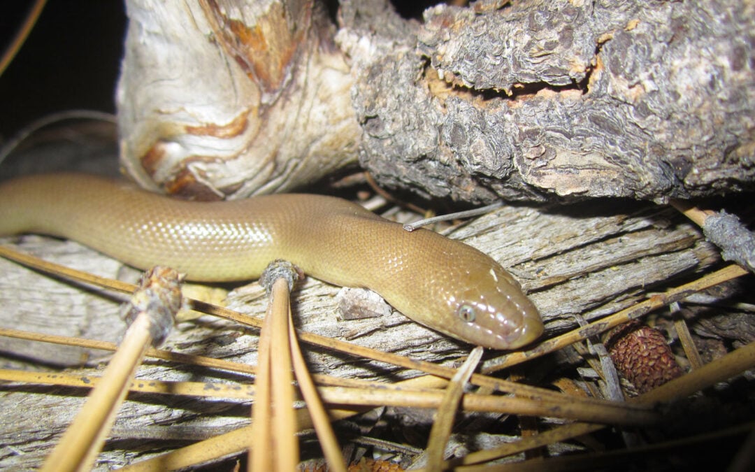 The Southern Rubber Boa is Not Your Typical Rubber Snake!