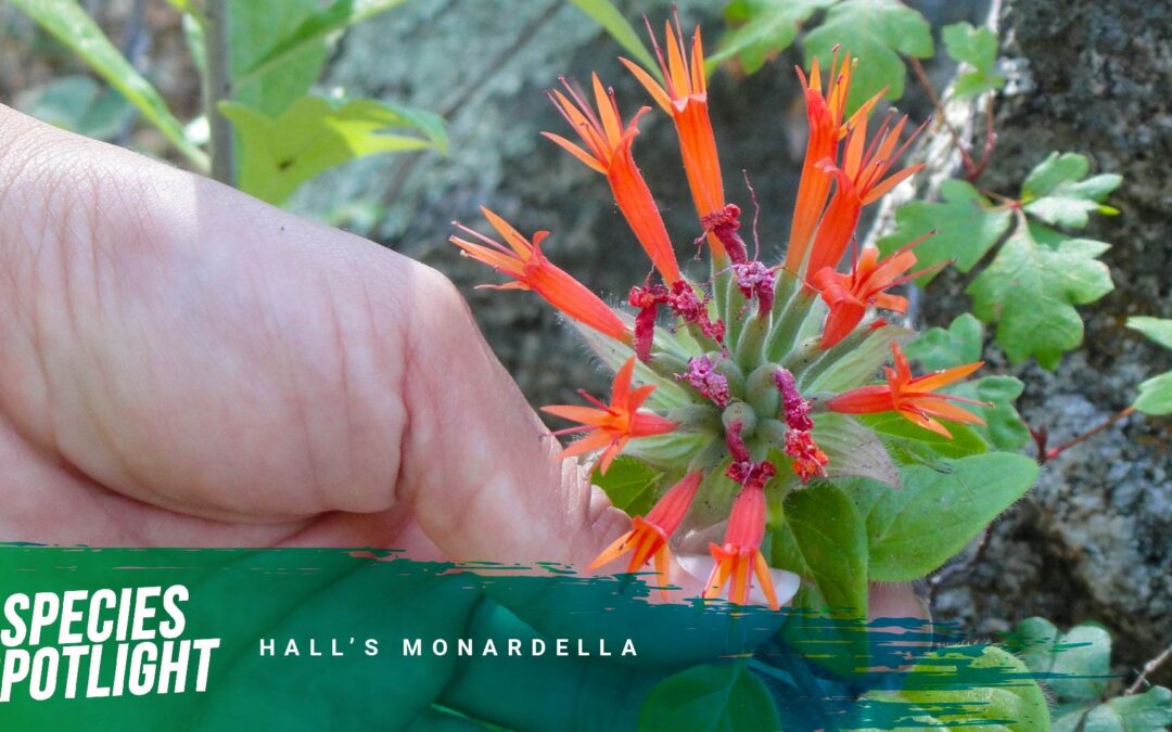 Species Spotlight: The Attractively Bright, Mysterious Hall’s Monardella