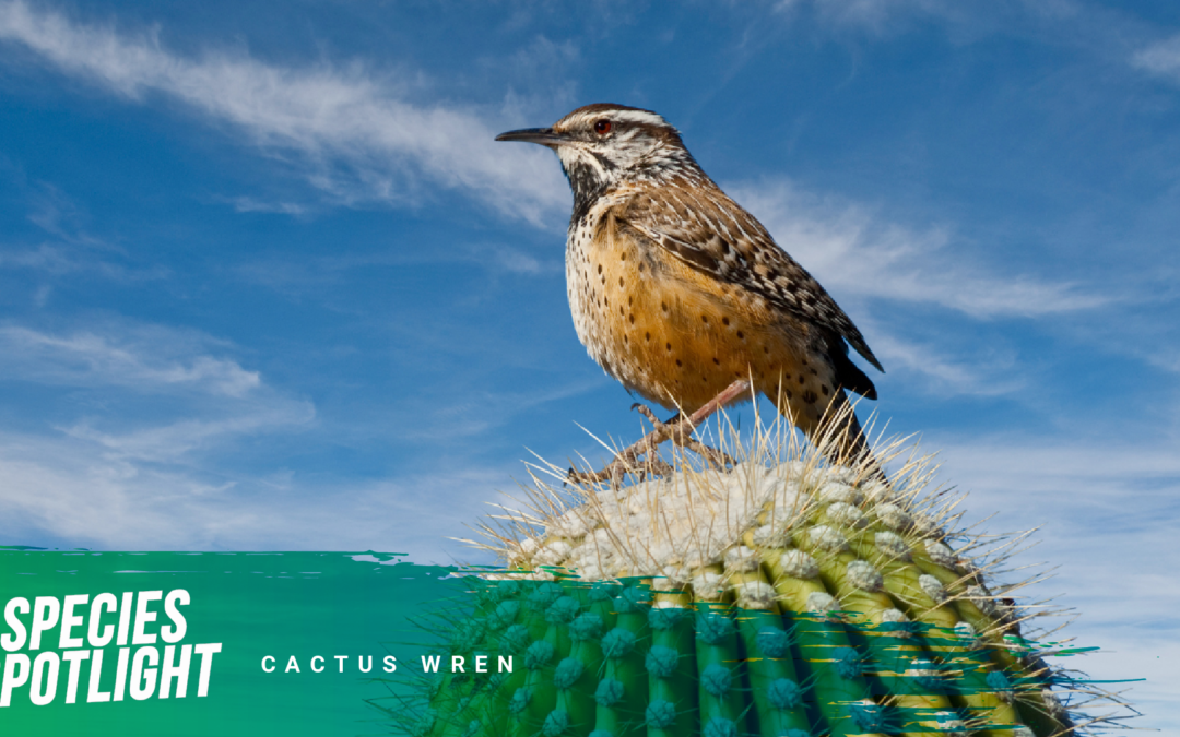 Species Spotlight: Cactus Wren, Listen Before You Look