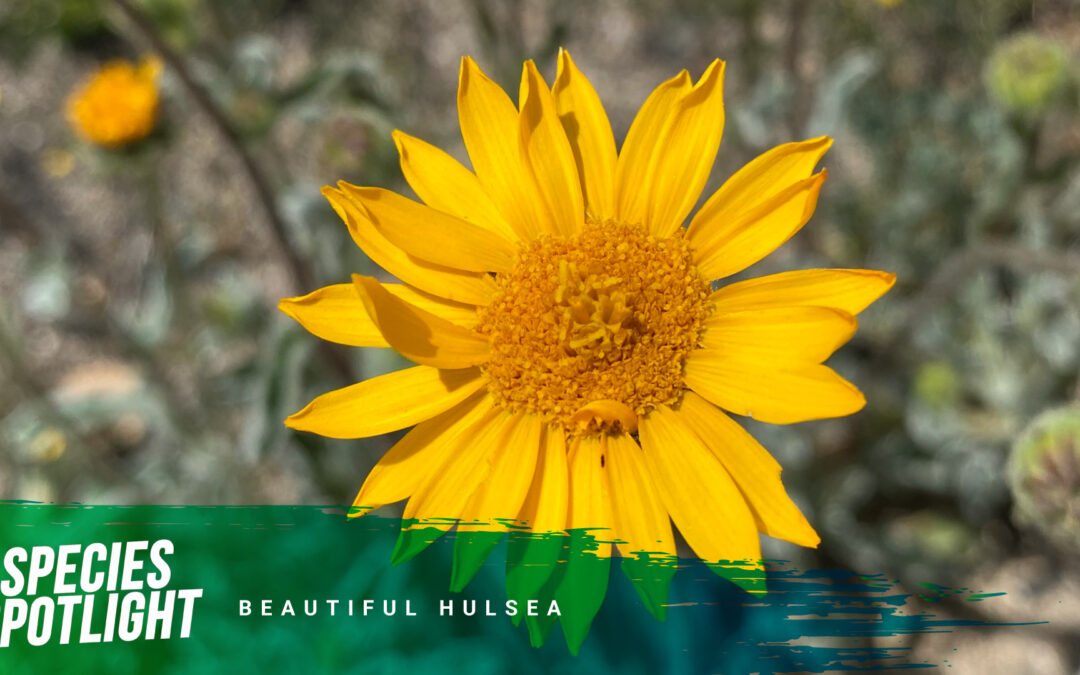 Species Spotlight: Rain and Sunshine for the Beautiful Hulsea