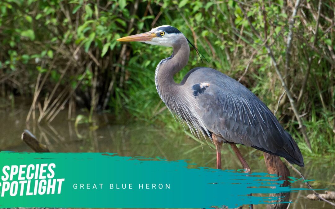 Species Spotlight: The Majestic Great Blue Heron Stalks its Prey in Western Riverside County