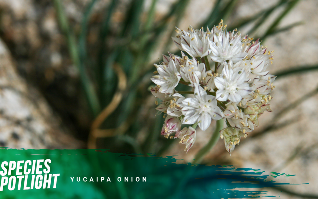 Species Spotlight: The Yucaipa Onion is a Rare Botanical Gem