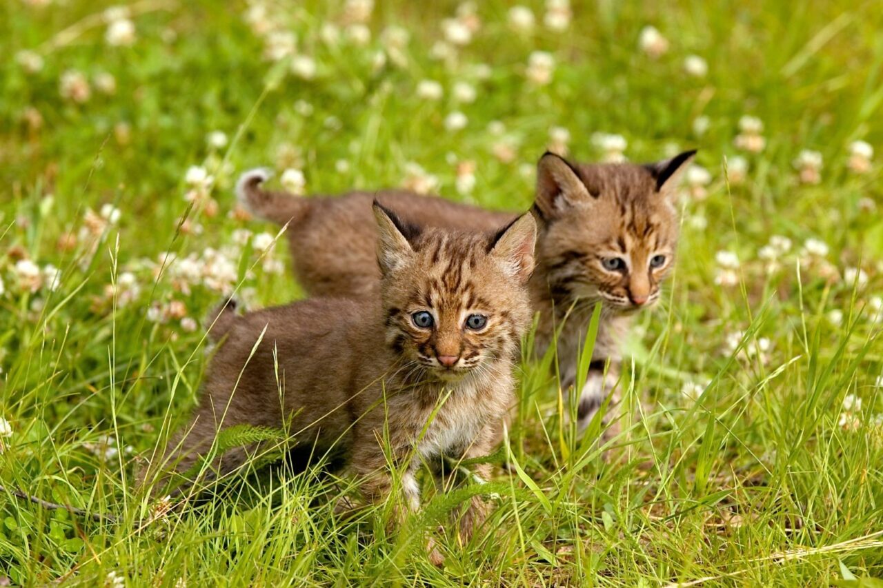 Species Spotlight: Preserving the Movements of the Bobcat - Western ...