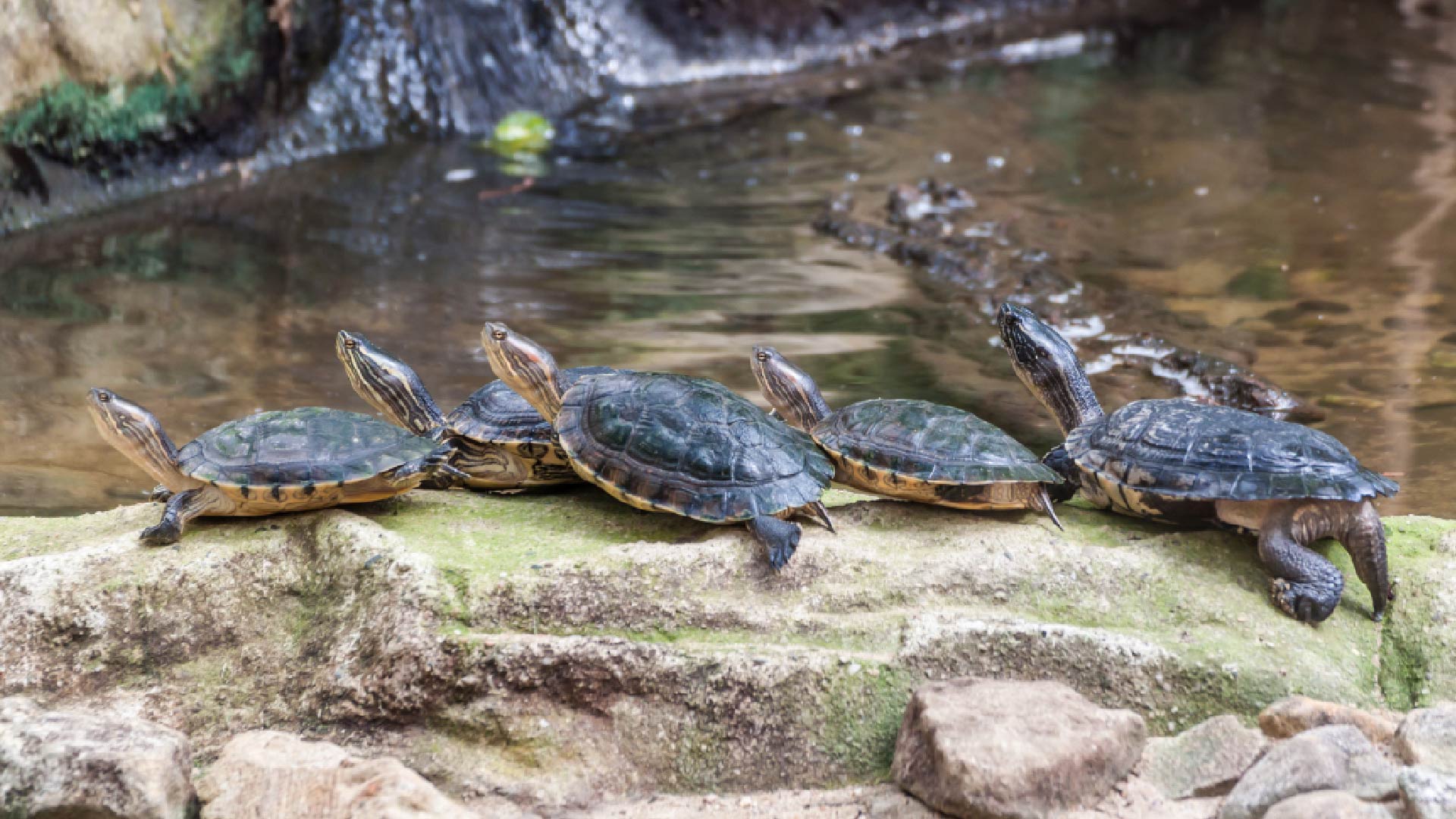 western pond turtles resize-01
