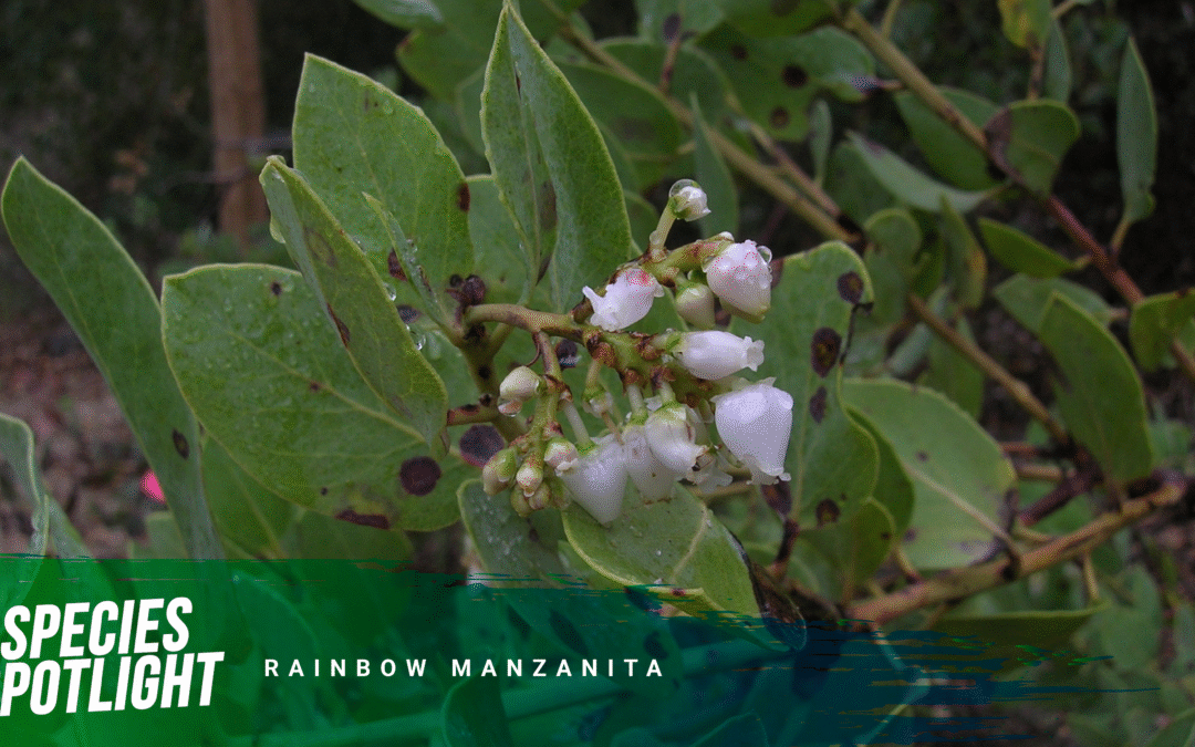 Species Spotlight: Rainbow Manzanita