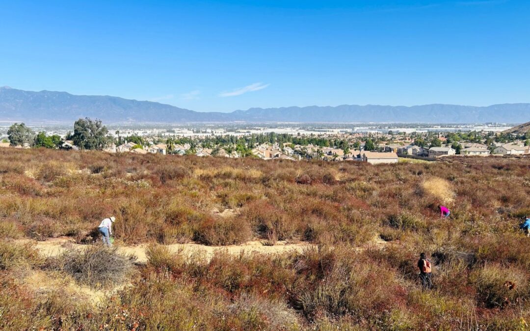 Join Us in the Jurupa Hills to Restore Delhi Sand Dune Habitat