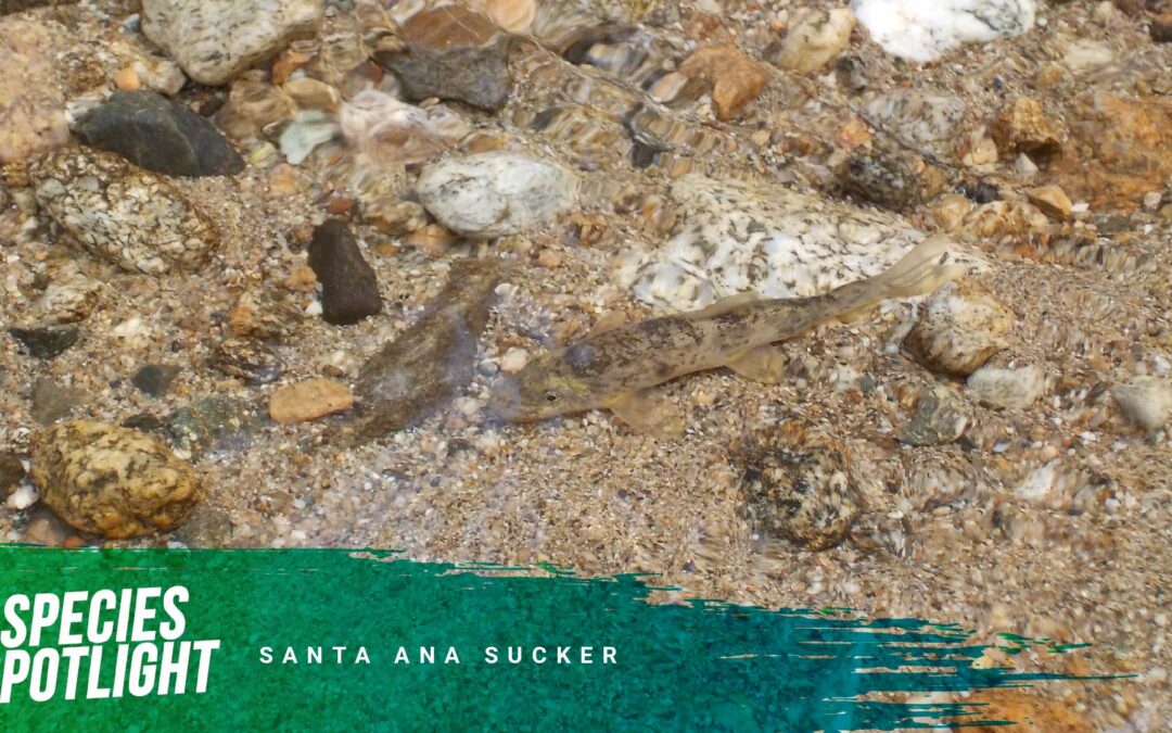 Species Spotlight: Santa Ana Sucker