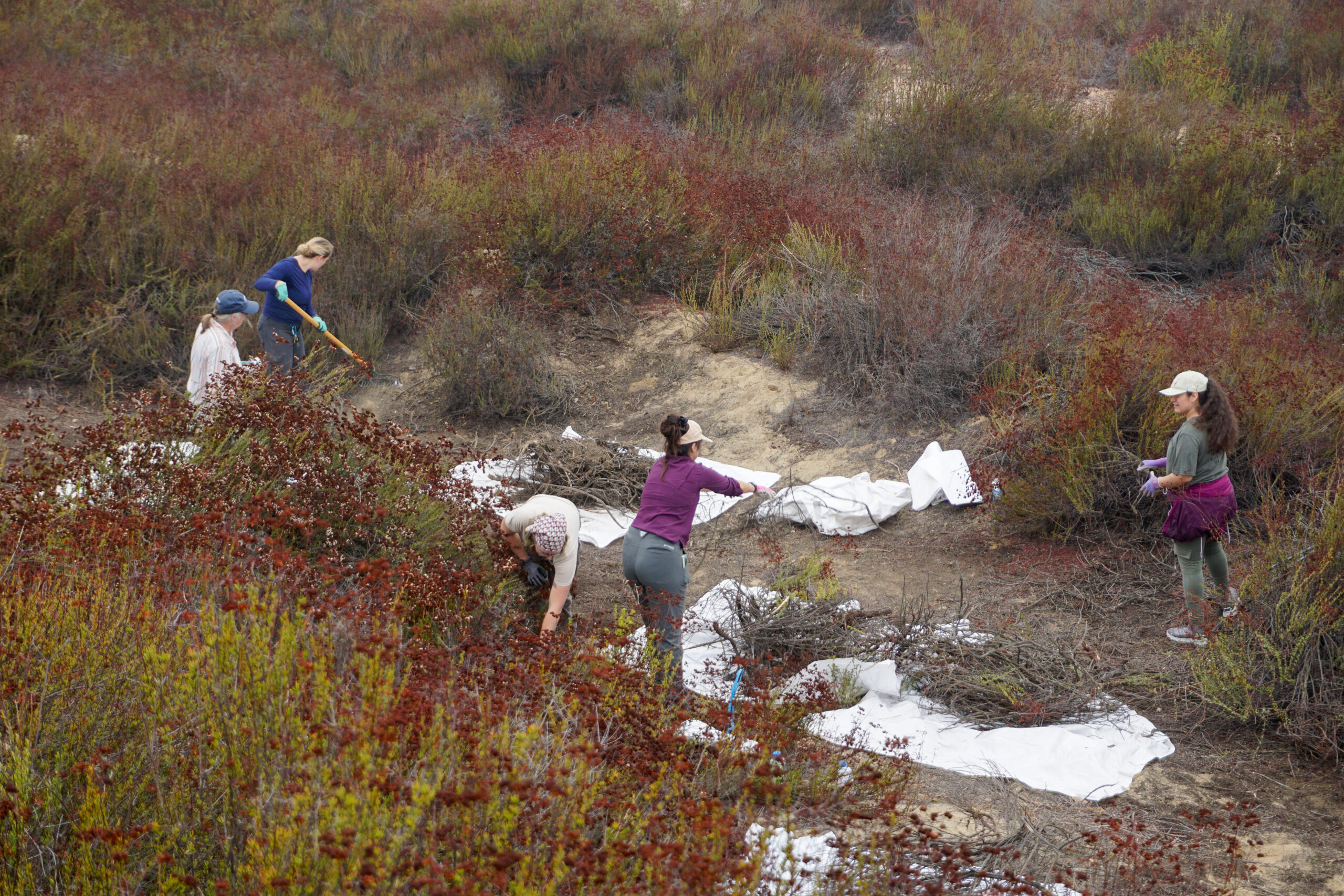 Santa Ana Sucker Fish