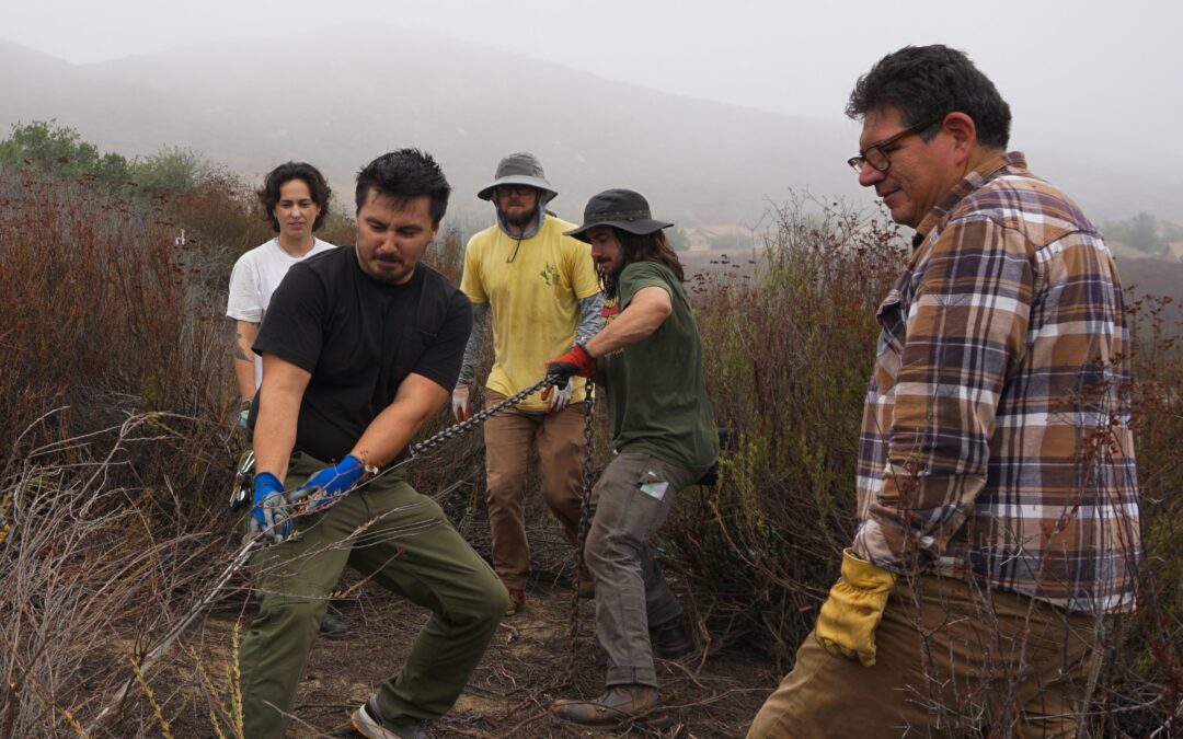 Thank You for Helping Us Restore the Delhi Sand Dune Habitat